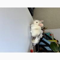 Шиншила хлопчик 6 міс