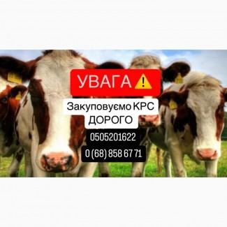 Купую ВРХ дорого! Швидкий розрахунок, самовивіз