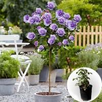 Саджанці троянд на штамбі Блакитний Ніл