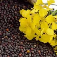 Куплю РІПАК (Рапс)