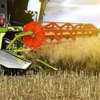 Куплю РІПАК по всій Україні