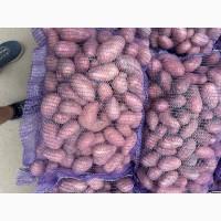 Продаж картоплі від фермера