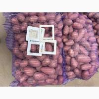 Продаж картоплі від фермера