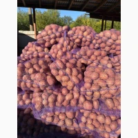 Продаж картоплі від фермера