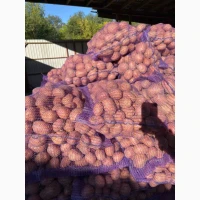 Продаж картоплі від фермера