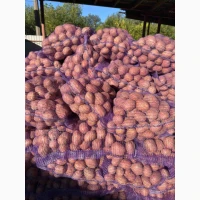 Продаж картоплі від фермера