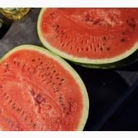 Продам арбуз сорт Каристан