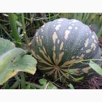 Продам гарбуз кашовий