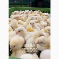 Добовий Бройлер Росс (Угорщина)