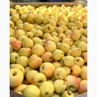 Продам яблуко Голден 2 колібр