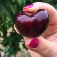 Продаємо саджанці черешні СВІТХАРТ