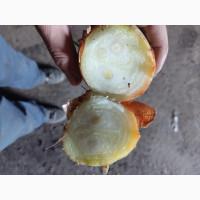 Продам Штутгарт