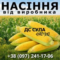 Насіння кукурудзи ДС Сула / від виробника / ФАО 310