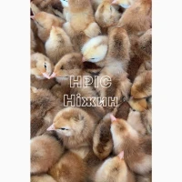 Оптова доставка добових Бройлерів, Редбро, Триколор, Домінант, Адлер