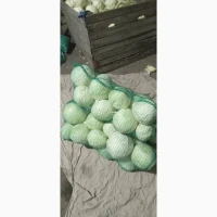 Продам Капусту, сорт Торіодор, Агресор, Епікур, Сторіодор