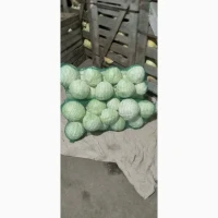 Продам Капусту, сорт Торіодор, Агресор, Епікур, Сторіодор