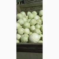 Продам Капусту, сорт Торіодор, Агресор, Епікур, Сторіодор