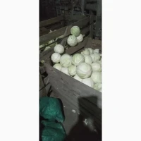 Продам Капусту, сорт Торіодор, Агресор, Епікур, Сторіодор