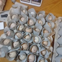Інкубаційні яйця породи Адлер Сріблястий та Італійська несучка