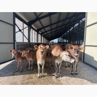 ФГ продасть НЕТЕЛі Джерсейської породи (чистокровний джерсей)