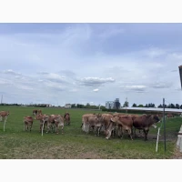 ФГ продасть НЕТЕЛі Джерсейської породи (чистокровний джерсей)
