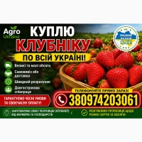 Куплю клубнику по всі Україні в любому обʼємі