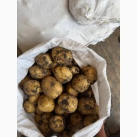 Продам картоплю