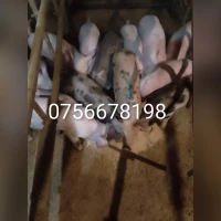 Продам поросят вагою від 10 кілограмів до 50 кг. Опт роздріб