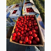 Продамо томат сливку різних видів