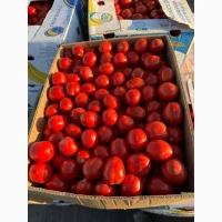Продамо томат сливку різних видів