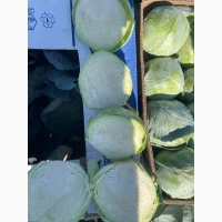 Продам капусту