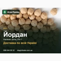 Насіння: нут Йордан - еліта, РН-1