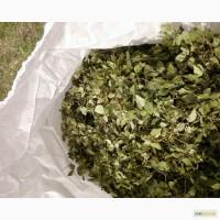 Продам бобівник, багно, верес, вероніку, сабельник, чагу та ін.л.р.с