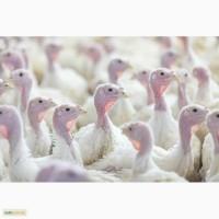 Продажа подрощенного индюка