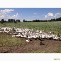 Продам маточное поголовье пятимесячных гусей итальянской породы