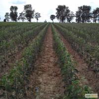 Продам саджанці (саджанцы) (плодові дерева)