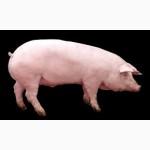 Корма для всех видов животных ТМ Люба Ферма