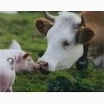 Корма для всех видов животных ТМ Люба Ферма