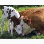 Корма для всех видов животных ТМ Люба Ферма