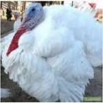 Корма для всех видов животных ТМ Люба Ферма