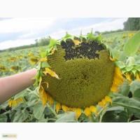 Продам семена подсолнечника Аламо, Яниш, Перформер, Регістр, Добродій, Златсон