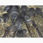 Продам нутрій