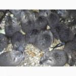 Продам нутрій