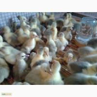 Продам гусят