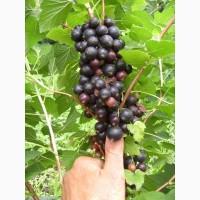 Продам саженцы черной смородины двухлетние