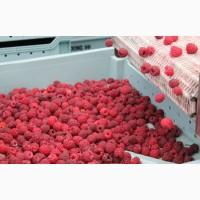 Шокова заморозка та зберігання