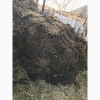 Продам навоз, сыпец, натуральное удобрение