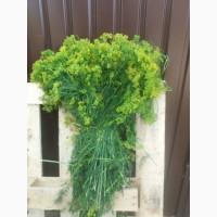 Продам пышный укроп для засолки (зонтиками)