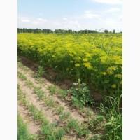 Продам пышный укроп для засолки (зонтиками)