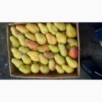 Продам грушу парижанка(талгарка) з холодильника